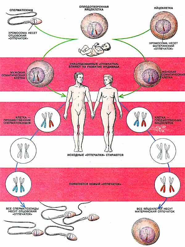 ГЕНОМНЫЙ ИМПРИНТИНГ