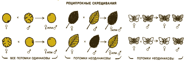 РЕЦИПРОКНЫЕ СКРЕЩИВАНИЯ