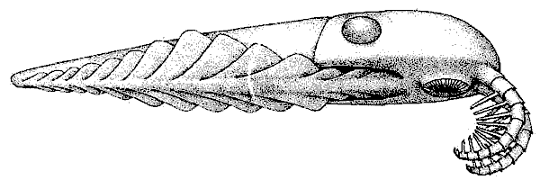 МНОГОЧИСЛЕННЫЕ ПОРЫ