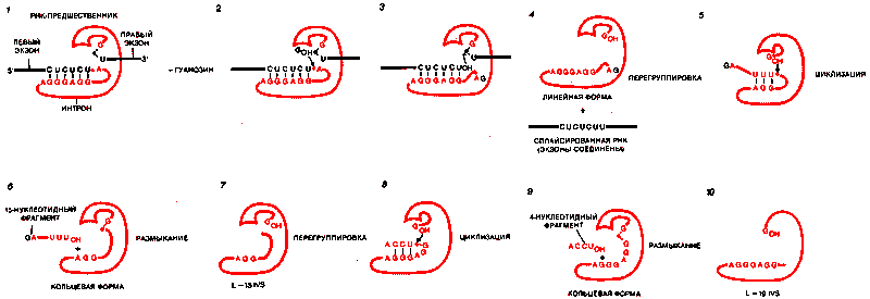 МЕХАНИЗМ АУТОКАТАЛИТИЧЕСКОГО ВЫЩЕПЛЕНИЯ