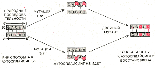 ЗНАЧЕНИЕ КОМПЛЕМЕНТАРНОСТИ