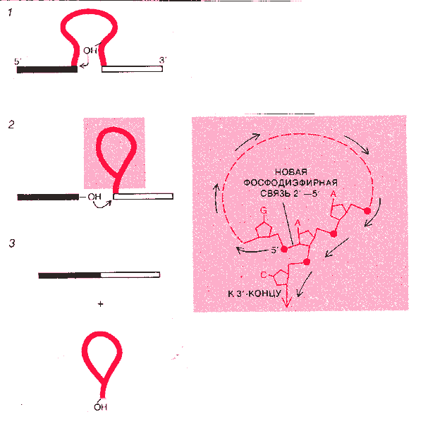 СТРУКТУРА ТИПА ЛАССО