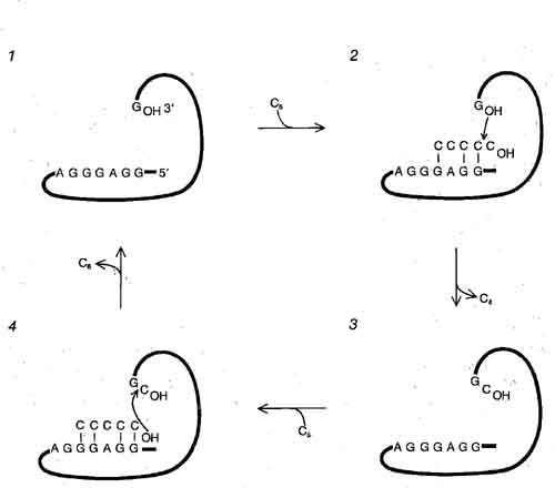 ИСТИННЫЙ КАТАЛИЗ