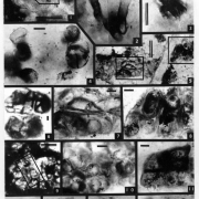 Эндолитические, энтофизалесовые и хроококковые цианобактерии юдомской серии