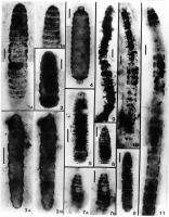 Нитчатые микрофоссилии котуйканской свиты