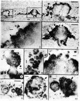 Энтофизалесовые коккоидные микрофоссилии из юсмастахской свиты