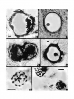 Планктонные микрофоссилии сухотунгусинской свиты