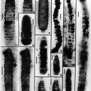 Нитчатые микрофоссилии котуйканской свиты