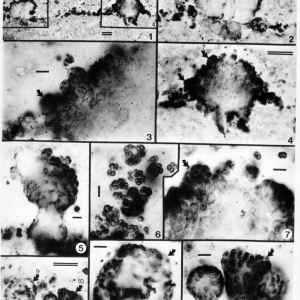 Энтофизалесовые коккоидные микрофоссилии из юсмастахской свиты