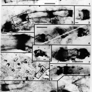Сцитонемовые нитчатые микрофоссилии котуйканской и юсмастахской свит