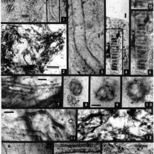 Микрофоссилии и преципитаты светлинской свиты