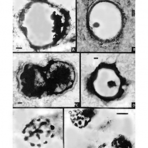 Планктонные микрофоссилии сухотунгусинской свиты