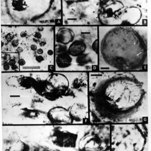 Коккоидные, нитчатые и стебельковые микрофоссилии сухотунгусинской свиты