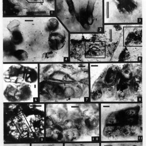 Эндолитические, энтофизалесовые и хроококковые цианобактерии юдомской серии