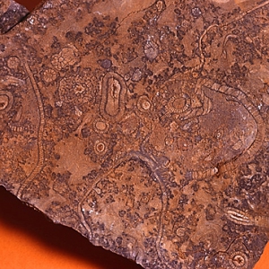 Раннекембрийская порода с многочисленными археоциатами