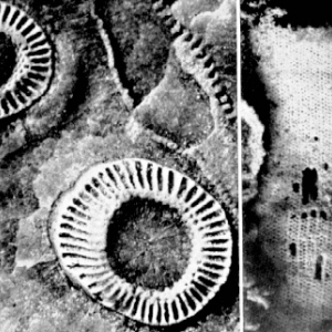 Кубки археоциат в поперечном разрезе (слева) и сбоку