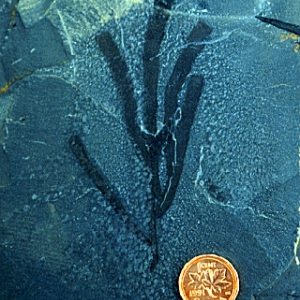 Среднекембрийская губка из уникального местонахождения Burgess Shale