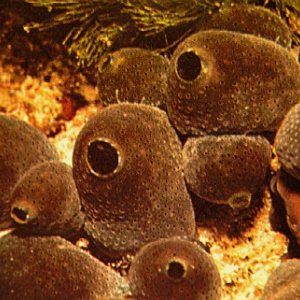 Современные живые губки на морском дне